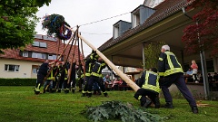 Mit Holzschlegel -die Schwalben- wird der Maibaum aufgestellt